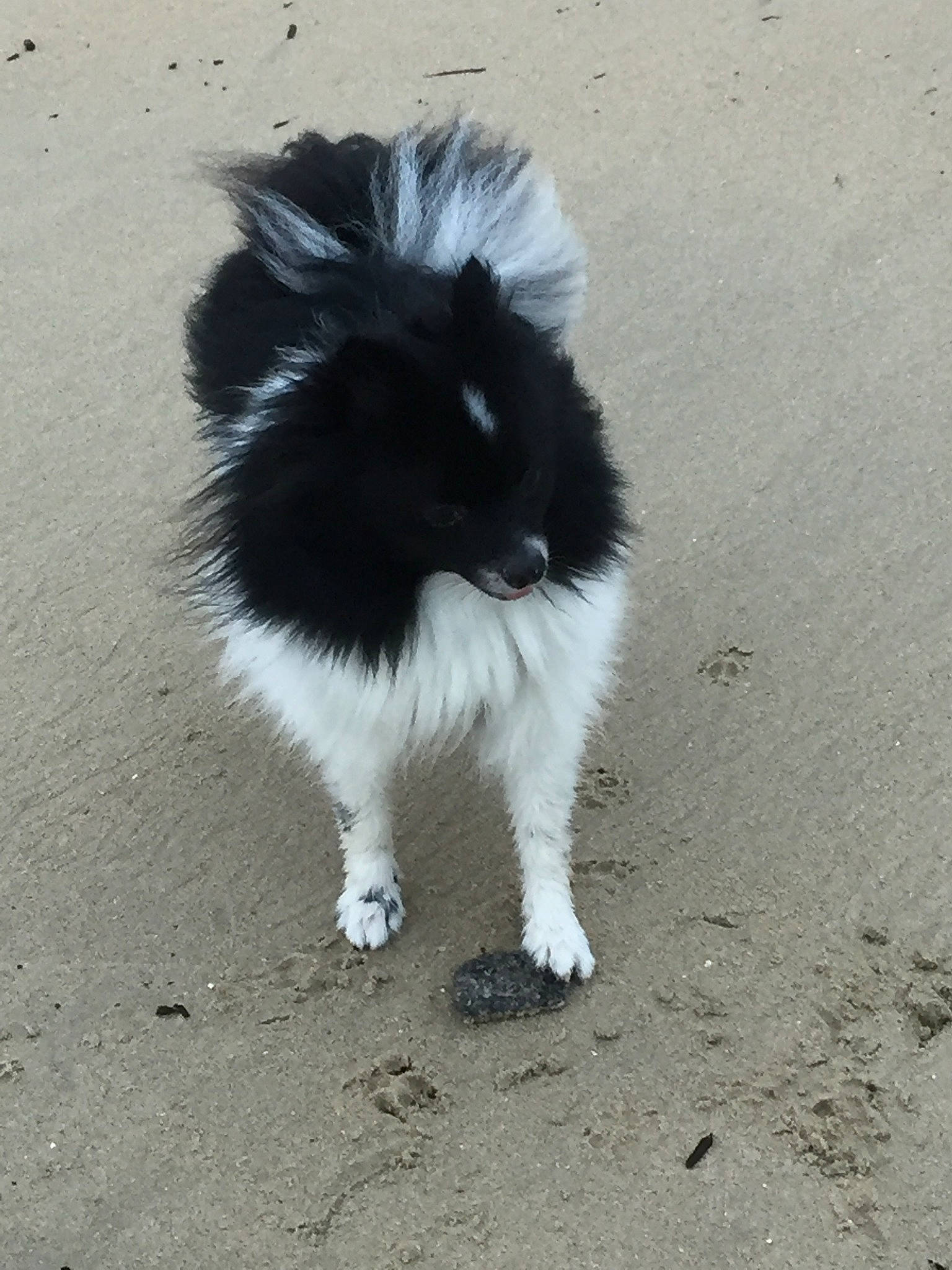 Moka a rejoint le concours — aidez-le/la à gagner de superbes lots ! canidae, carnivore, companion_dog, dog, dog_breed, fur, mammal, pomeranian, snout, sporting_group, tail