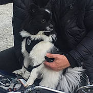 Moka participe au concours pour gagner de l'argent avec cette photo : black_and_white, casual, closeup, dog, fur, grip, handlebar, hands, happy, jacket, leash, man, motorcycle, outdoor, pet, portrait, seat, small_dog, smile, vehicle