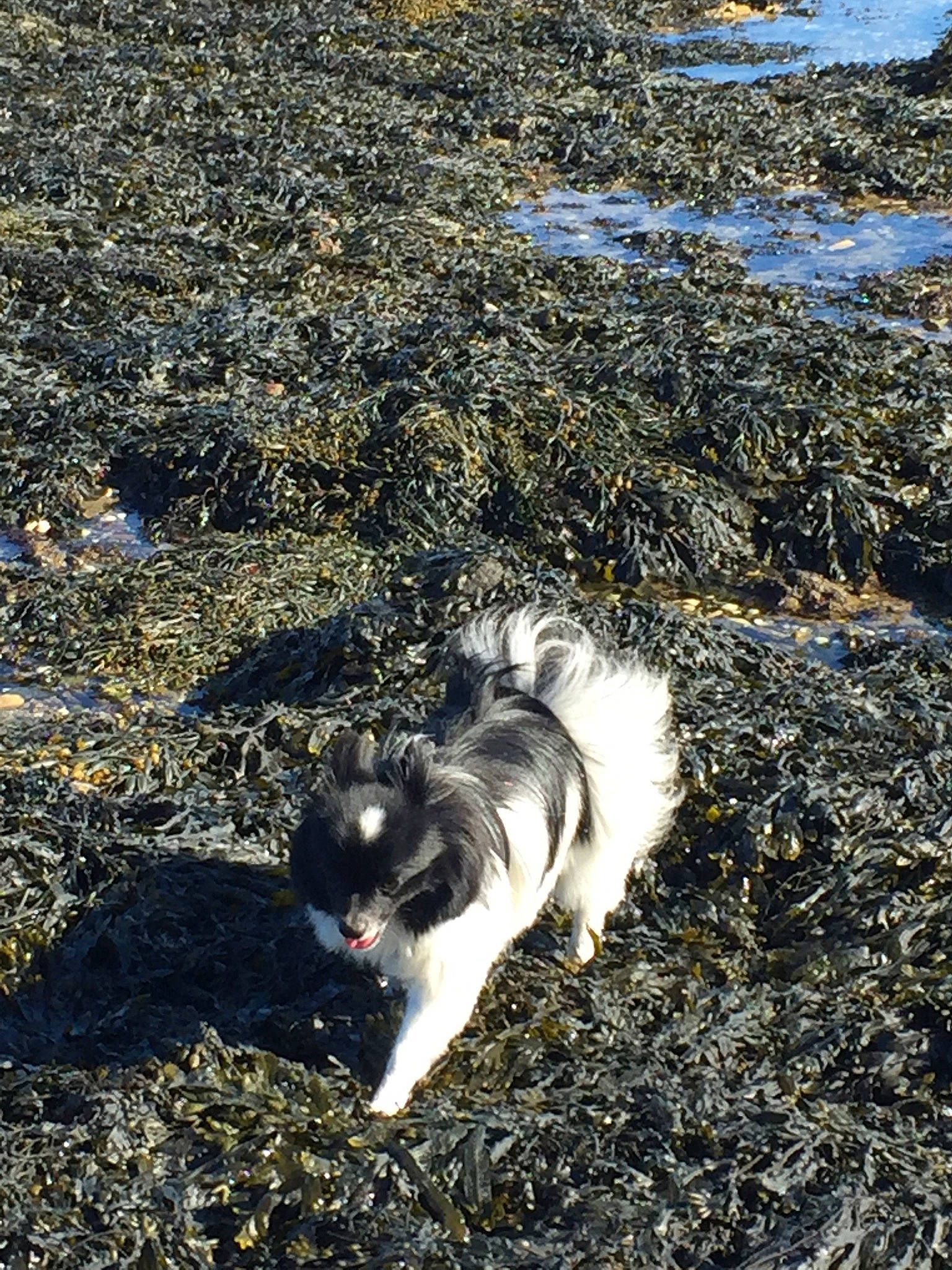 Moka a rejoint le concours — aidez-le/la à gagner de superbes lots ! canidae, carnivore, dog, dog_breed, japanese_chin, non_sporting_group, puppy, soil, toy_dog