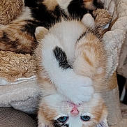 Rose a rejoint le concours — aidez-le/la à gagner de superbes lots ! kitten, cat, feline, cute, playful, fur, pet, animal, bed, resting, indoor, cozy, soft, sleeping, paw, ears, blue_eyes, calico, tabby, young