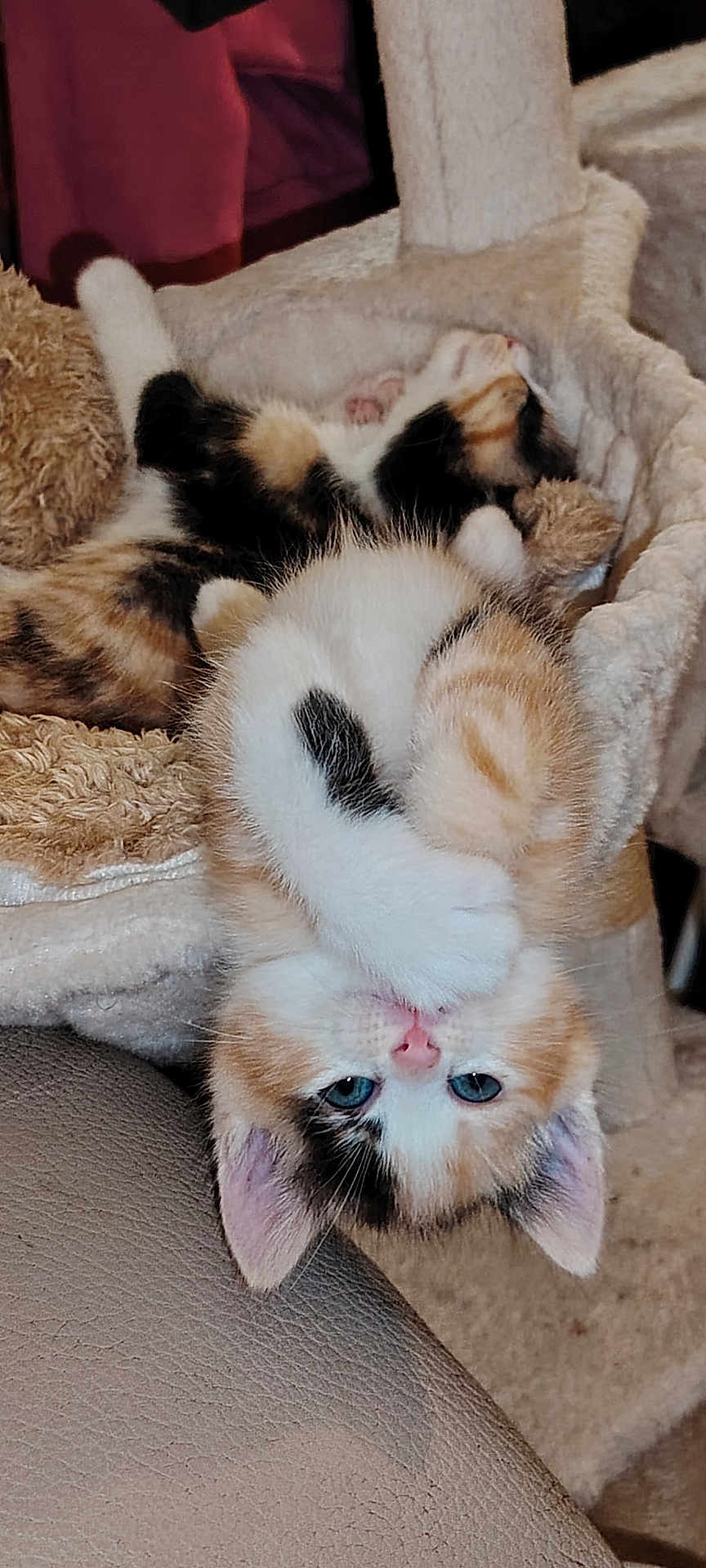 Rose a rejoint le concours — aidez-le/la à gagner de superbes lots ! kitten, cat, feline, cute, playful, fur, pet, animal, bed, resting, indoor, cozy, soft, sleeping, paw, ears, blue_eyes, calico, tabby, young