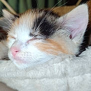 Rose a rejoint le concours — aidez-le/la à gagner de superbes lots ! animal, calico, cat, close_up, comfort, cozy, cute, domestic_cat, fur, furry, indoor, kitten, nap, pet, pink_nose, resting, sleeping, soft, whiskers, young
