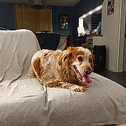 Princesse a rejoint le concours — aidez-le/la à gagner de superbes lots ! dog, canine, pet, couch, living_room, indoor, tongue_out, happy, fur, laying_down, beige, brown, white, household_items, furniture, relaxing, domestic_animal, companion, mammal, home