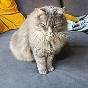 Fidji a rejoint le concours — aidez-le/la à gagner de superbes lots ! cat, feline, gray_cat, long_hair, fluffy, pet, sofa, couch, yellow_pillow, cushion, whiskers, ears, paws, sitting, indoor, cozy, domestic, portrait, relaxed, home_interior