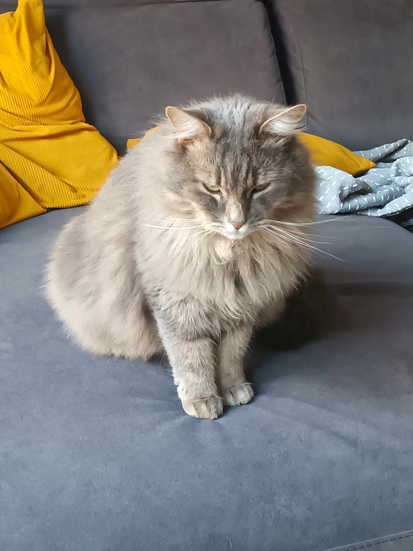Fidji a rejoint le concours — aidez-le/la à gagner de superbes lots ! cat, feline, gray_cat, long_hair, fluffy, pet, sofa, couch, yellow_pillow, cushion, whiskers, ears, paws, sitting, indoor, cozy, domestic, portrait, relaxed, home_interior