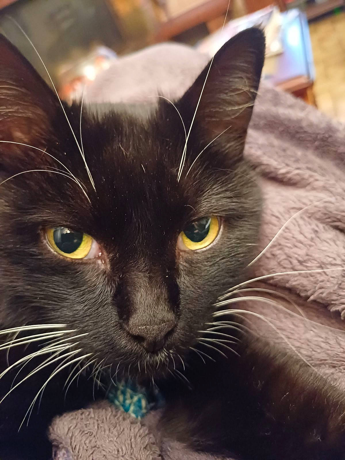 Pepers a rejoint le concours — aidez-le/la à gagner de superbes lots ! black_cat, bombay, carnivore, cat, claw, close_up, comfort, domestic_short_haired_cat, ear, electric_blue, felidae, fur, iris, paw, small_to_medium_sized_cats, snout, tail, terrestrial_animal, whiskers, window