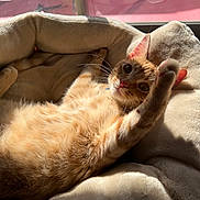Pumpkin joined the competition — help win amazing prizes! cat, ginger_cat, pet, indoor, sunlight, stretching, bed, cozy, feline, whiskers, paw, relaxing, soft, fur, window, shadows, cute, domestic_animal, animal, sleepy