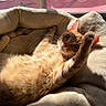 cat, ginger_cat, pet, indoor, sunlight, stretching, bed, cozy, feline, whiskers, paw, relaxing, soft, fur, window, shadows, cute, domestic_animal, animal, sleepy