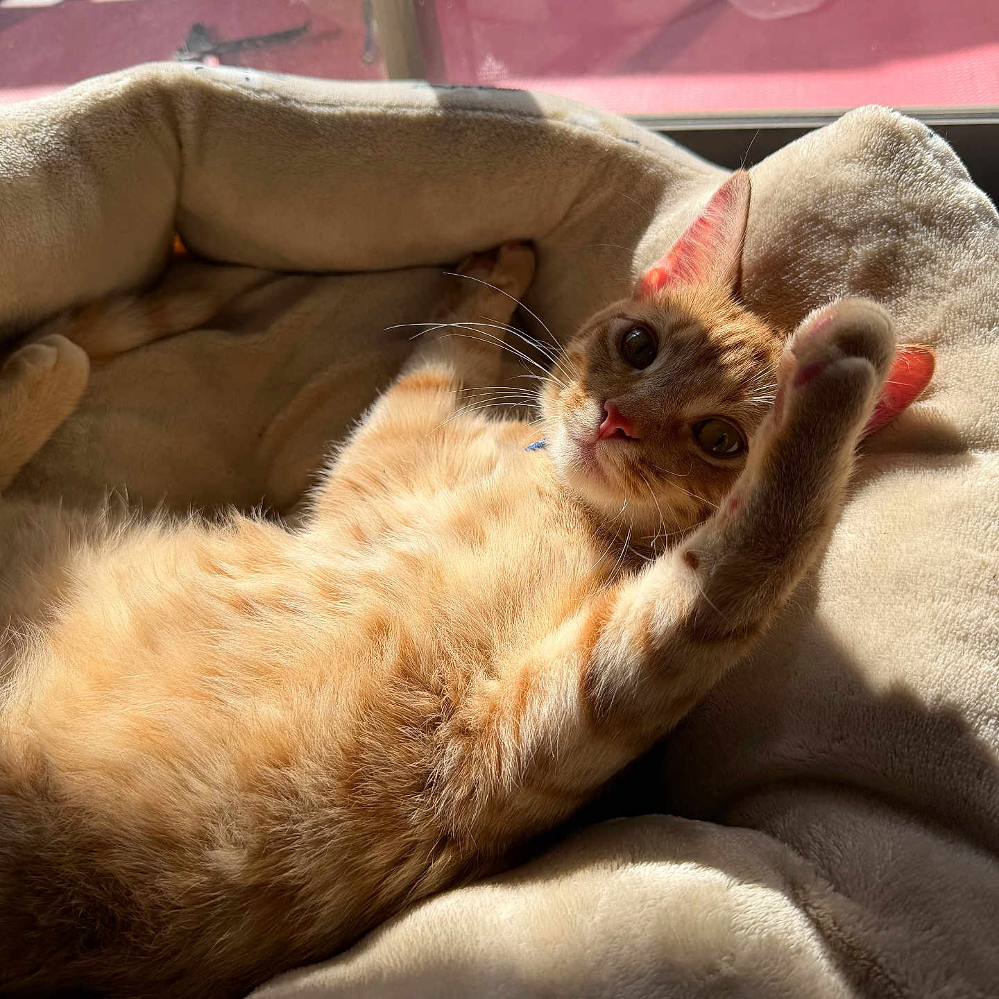 Pumpkin joined the competition — help win amazing prizes! cat, ginger_cat, pet, indoor, sunlight, stretching, bed, cozy, feline, whiskers, paw, relaxing, soft, fur, window, shadows, cute, domestic_animal, animal, sleepy