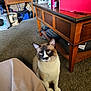 Mookie joined the competition — help win amazing prizes! cat, siamese_cat, pet, indoor, carpet, wooden_table, furniture, household_items, blue_eyes, curious, sitting, domestic_animal, brown_and_white, table_leg, clutter, room, floor, side_table, animal, cozy