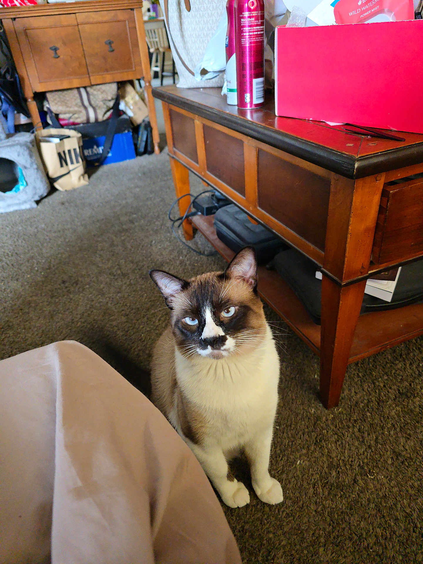 Mookie joined the competition — help win amazing prizes! cat, siamese_cat, pet, indoor, carpet, wooden_table, furniture, household_items, blue_eyes, curious, sitting, domestic_animal, brown_and_white, table_leg, clutter, room, floor, side_table, animal, cozy