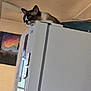 cat, siamese_cat, refrigerator, indoor, painting, window, light, furniture, home, curious, pet, animal, resting, appliance, room, domestic, looking, mammal, whiskers, ears