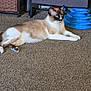 Mookie joined the competition — help win amazing prizes! cat, siamese_cat, carpet, indoor, pet_toy, storage_drawer, furniture, relaxed, animal, floor, blue, brown, white, curious, laying_down, domestic_animal, ears, whiskers, paw, home