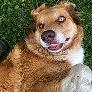 Chewy is registered to the contest to win money with this photo: dog, grass, blue_eyes, fluffy, lying_down, paw, outdoor, pet, canine, cute, smiling, fur, nature, playful, animal, tongue, relaxed, friendly, mammal, adorable