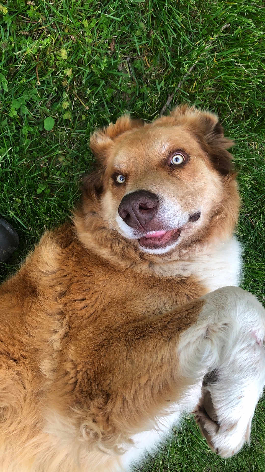 Chewy is registered to the contest to win money with this photo: dog, grass, blue_eyes, fluffy, lying_down, paw, outdoor, pet, canine, cute, smiling, fur, nature, playful, animal, tongue, relaxed, friendly, mammal, adorable