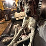 dog, great_dane, spotted, puppy, couch, living_room, leather_couch, domestic, pet, indoors, furniture, curious, relaxed, brown, white, black_spots, long_legs, collar, home, cozy