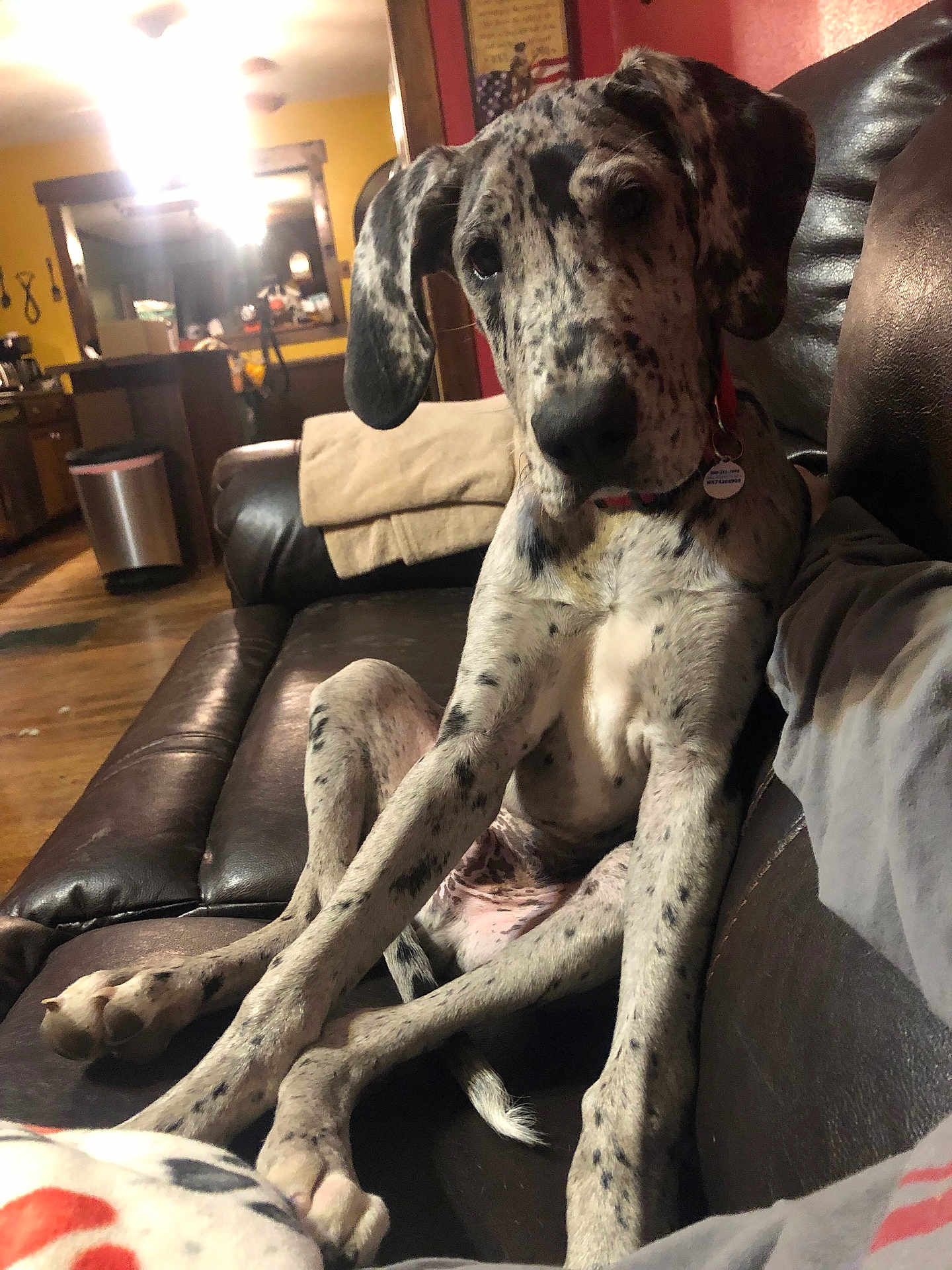Achilles