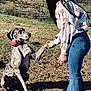 dog, person, outdoor, grass, trees, handshake, collar, jeans, blouse, spotted_dog, nature, sunlight, casual, interaction, pet, animal, field, fence, playful, friendship