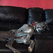Achilles joined the competition — help win amazing prizes! dog, leather_couch, sleeping, relaxed, indoor, red_wall, framed_picture, wooden_table, pet, collar, spotted, resting, cozy, furniture, domestic, canine, living_room, home, quiet, comfort