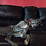 dog, leather_couch, sleeping, relaxed, indoor, red_wall, framed_picture, wooden_table, pet, collar, spotted, resting, cozy, furniture, domestic, canine, living_room, home, quiet, comfort