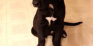 Maximus is registered to the contest to win money with this photo: animal, black_dog, cute, dog, domestic, floor, floor_tile, indoor, kitchen, paw, pet, puppy, shoe, sitting, table_leg, tail, tile_floor, white_markings, wooden_table, young_dog