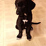 animal, black_dog, cute, dog, domestic, floor, floor_tile, indoor, kitchen, paw, pet, puppy, shoe, sitting, table_leg, tail, tile_floor, white_markings, wooden_table, young_dog