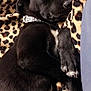 animal, black_fur, blanket, closed_eyes, collar, comfort, cozy, cute, dog, fur, indoor, leopard_print, napping, paw, pet, puppy, relaxed, resting, sleeping, snout