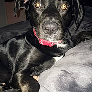Maximus joined the competition — help win amazing prizes! dog, black_dog, pet, collar, bed, blanket, indoor, animal, lying_down, close_up, flash, curious, eyes, nose, fur, domestic_animal, mammal, canine, resting, home