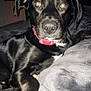 dog, black_dog, pet, collar, bed, blanket, indoor, animal, lying_down, close_up, flash, curious, eyes, nose, fur, domestic_animal, mammal, canine, resting, home