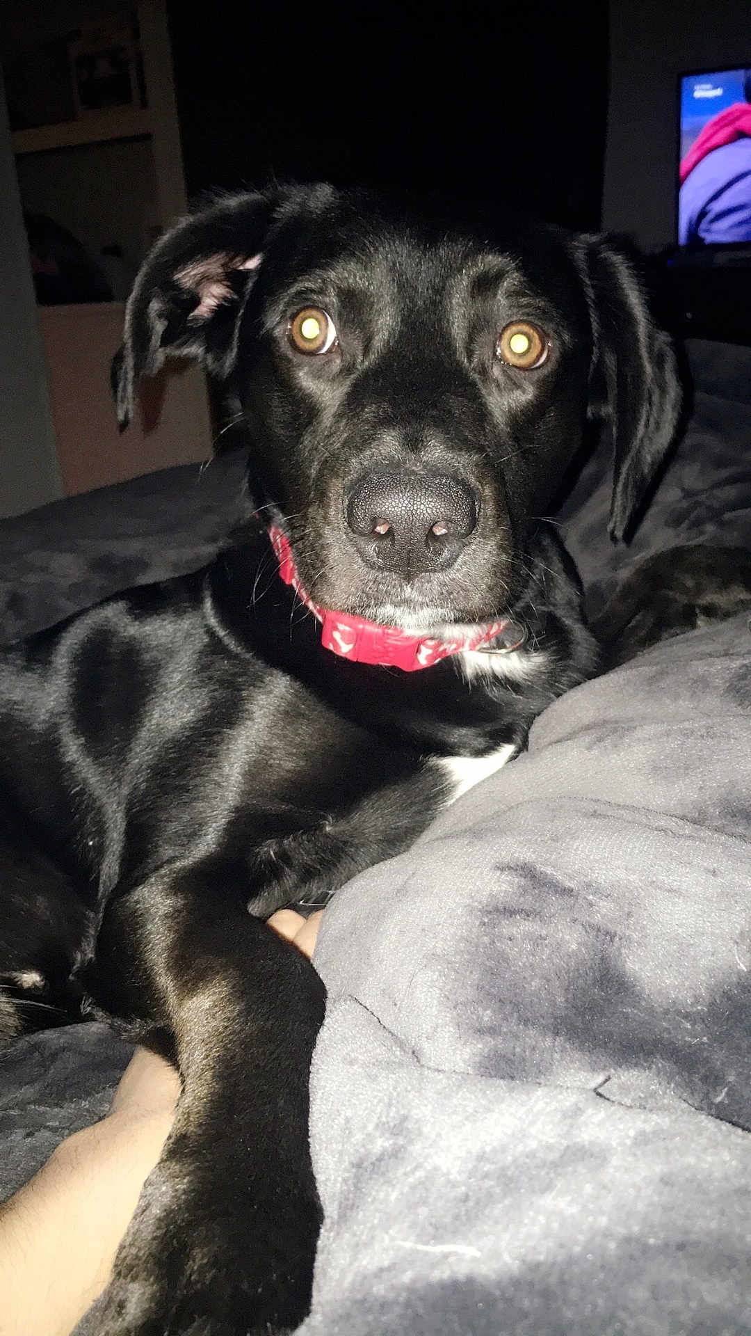Maximus