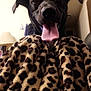 animal, black_dog, blanket, close_up, cozy, dog, ears, fur, furniture, happy, head, home, indoor, lamp, leopard_print, pet, smiling, tongue, tongue_out, warm_lighting