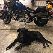 Maximus is registered to the contest to win money with this photo: background, black_dog, concrete_floor, dog, floor, garage, harley_davidson, helmet, indoor, leather_seat, machine, metal, motorbike, motorcycle, pet, resting, sign, tool, vehicle, wheel