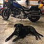 background, black_dog, concrete_floor, dog, floor, garage, harley_davidson, helmet, indoor, leather_seat, machine, metal, motorbike, motorcycle, pet, resting, sign, tool, vehicle, wheel