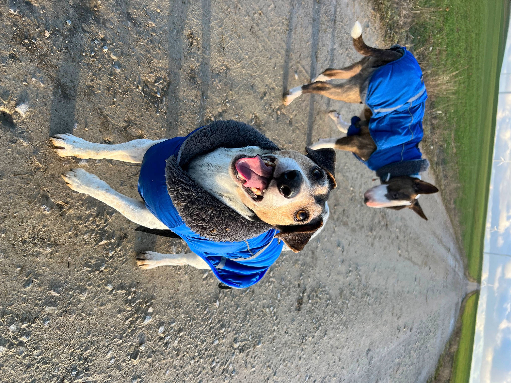 Lemon participe au concours pour gagner de l'argent avec cette photo : adventure, carnivore, companion_dog, dog, dog_breed, electric_blue, eyewear, fish, fun, landscape, leisure, personal_protective_equipment, recreation, shadow, soil, sporting_group, sunglasses, travel