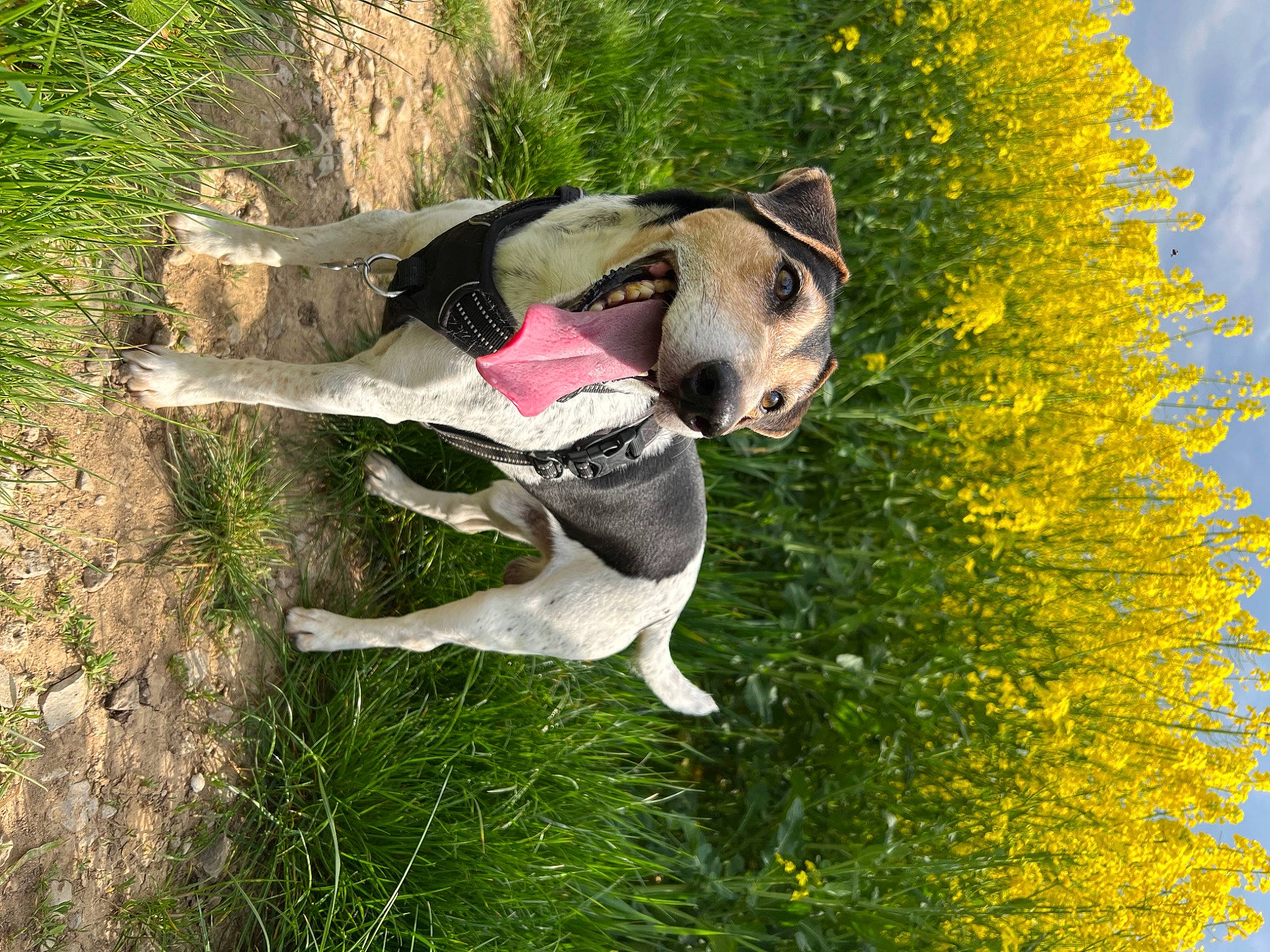 Lemon a rejoint le concours — aidez-le/la à gagner de superbes lots ! adventure, canidae, carnivore, collar, companion_dog, dog, dog_breed, dog_hiking, dog_supply, fawn, grass, people_in_nature, plant, snout, sporting_group, tail, tree, trunk, wildlife, working_animal