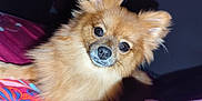 Venus participe au concours pour gagner de l'argent avec cette photo : dog, pomeranian, pet, fluffy, fur, face, eyes, nose, ears, bed, blanket, colorful, indoor, animal, cute, looking, portrait, small_dog, mammal, domestic_animal
