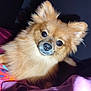 dog, pomeranian, pet, fluffy, fur, face, eyes, nose, ears, bed, blanket, colorful, indoor, animal, cute, looking, portrait, small_dog, mammal, domestic_animal