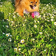 Venus participe au concours pour gagner de l'argent avec cette photo : dog, pomeranian, grass, daisies, flower, outdoor, daylight, pet, playing, ball, happy, animal, fur, nature, sunlight, field, house, fence, tongue, small_dog