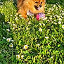 dog, pomeranian, grass, daisies, flower, outdoor, daylight, pet, playing, ball, happy, animal, fur, nature, sunlight, field, house, fence, tongue, small_dog