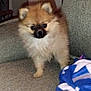 Venus participe au concours pour gagner de l'argent avec cette photo : puppy, dog, pomeranian, fluffy, pet, indoor, couch, blanket, fur, small_dog, animal, cute, companion, domestic, curious, young, canine, cozy, furniture, living_room