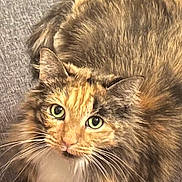 Maxine joined the competition — help win amazing prizes! cat, feline, pet, fluffy, couch, gray_fabric, green_eyes, whiskers, relaxed, indoor, close_up, fur, tabby, calico, domestic_animal, cute, looking_up, paws, household, cozy