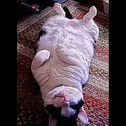 Lee Lee is registered to the contest to win money with this photo: animal, black_and_white, carpet, cat, cozy, curious, cute, domestic_cat, fur, indoor, lying_down, mammal, paws, pet, relaxed, resting, soft, texture, upside_down, whiskers