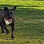 dog, black_dog, white_chest, grass, outdoor, sunlight, pet, animal, playful, happy, walking, collar, canine, nature, yard, grass_field, daytime, mammal, active, friendly