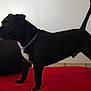 dog, black_dog, chain_collar, red_surface, alert, standing, indoor, pet, canine, side_view, muscular, focused, animal, companion, domestic, fur, tail_up, four_legs, quiet, background_wall