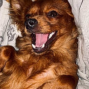 Neyka participe au concours pour gagner de l'argent avec cette photo : dog, brown_dog, pet, happy, smiling, lying_down, blanket, indoor, fur, canine, close_up, cute, playful, resting, animal, mammal, portrait, domestic_animal, friendly, relaxed