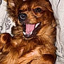 dog, brown_dog, pet, happy, smiling, lying_down, blanket, indoor, fur, canine, close_up, cute, playful, resting, animal, mammal, portrait, domestic_animal, friendly, relaxed