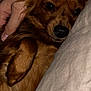 dog, brown_dog, close_up, pet, cozy, cuddle, hand, pillow, fur, animal, domestic_animal, sleepy, resting, indoors, companion, cute, warm, comfort, relaxation, friendly