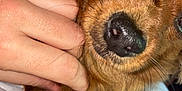 Neyka participe au concours pour gagner de l'argent avec cette photo : dog, brown_dog, close_up, hand, pet, animal, fur, nose, eye, indoor, blurred_background, gentle_touch, bed, blanket, comfort, cute, mammal, domestic_animal, companion, relaxation