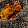 dog, pet_bed, brown_dog, fluffy, cozy, cute, tongue_out, small_dog, indoor, relaxed, fur, ears, playful, animal, canine, resting, soft, home, comfortable, lying_down