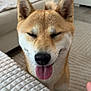 Loup participe au concours pour gagner de l'argent avec cette photo : dog, shiba_inu, tongue_out, indoor, pet, smiling, cozy, blanket, fur, ears, nose, carpet, home, animal, cute, canine, face, whiskers, closed_eyes, fur_texture